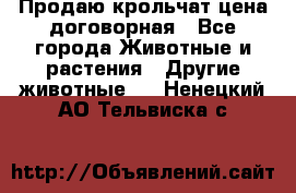 Продаю крольчат цена договорная - Все города Животные и растения » Другие животные   . Ненецкий АО,Тельвиска с.